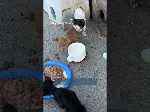 Royal Navy sailors save kittens🛟