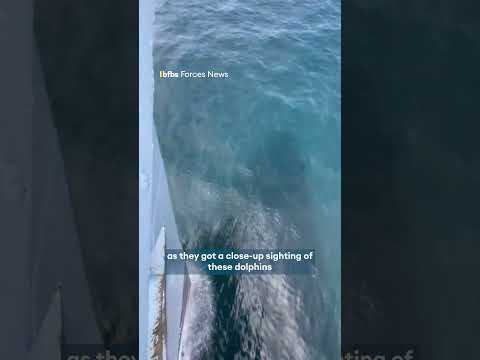 Dolphins up close with HMS Ledbury🐬