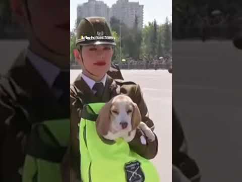 Chilean military pooch parade🐶